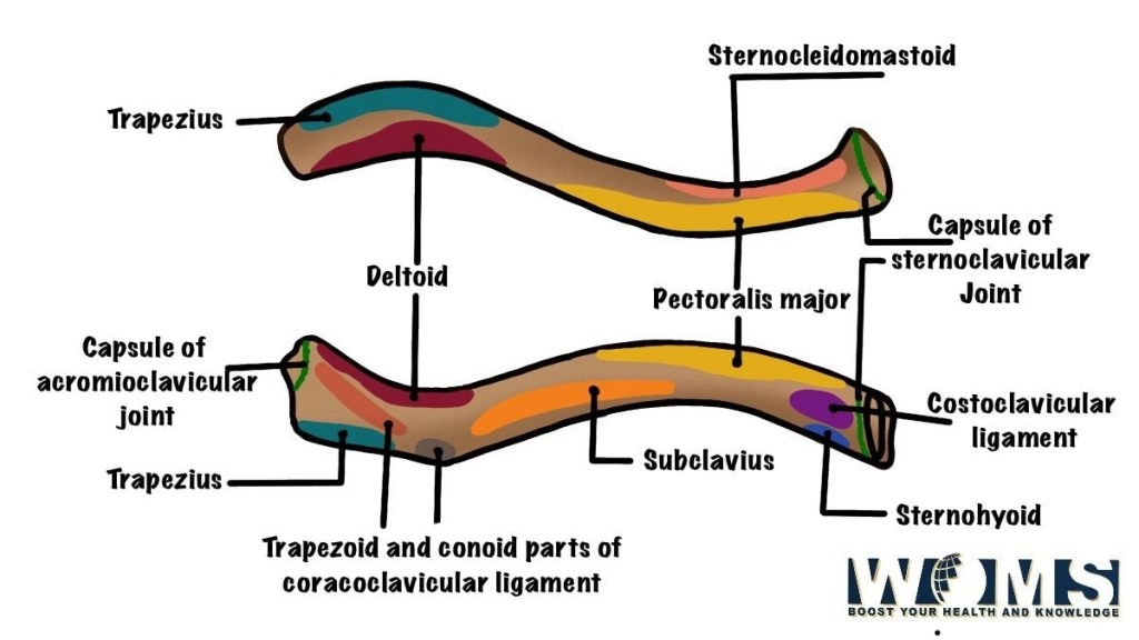 illustrated image of clavicle bone