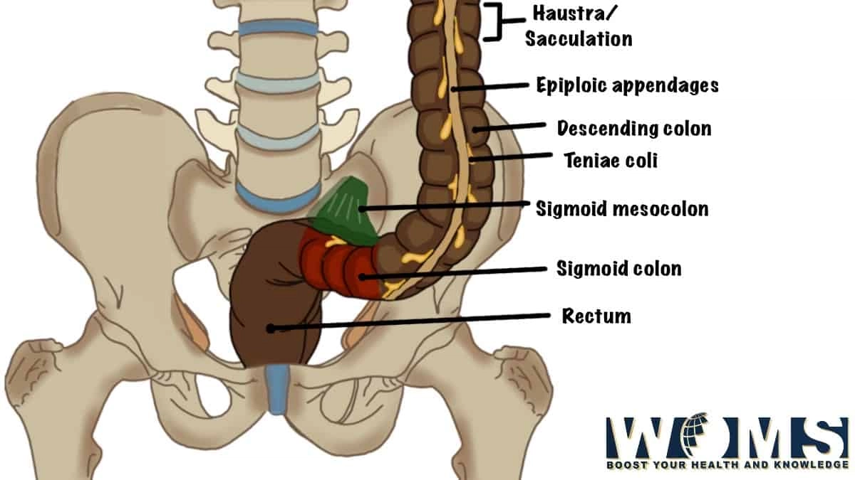 Sigmoid-colon