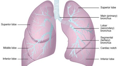 anatomy of the lungs