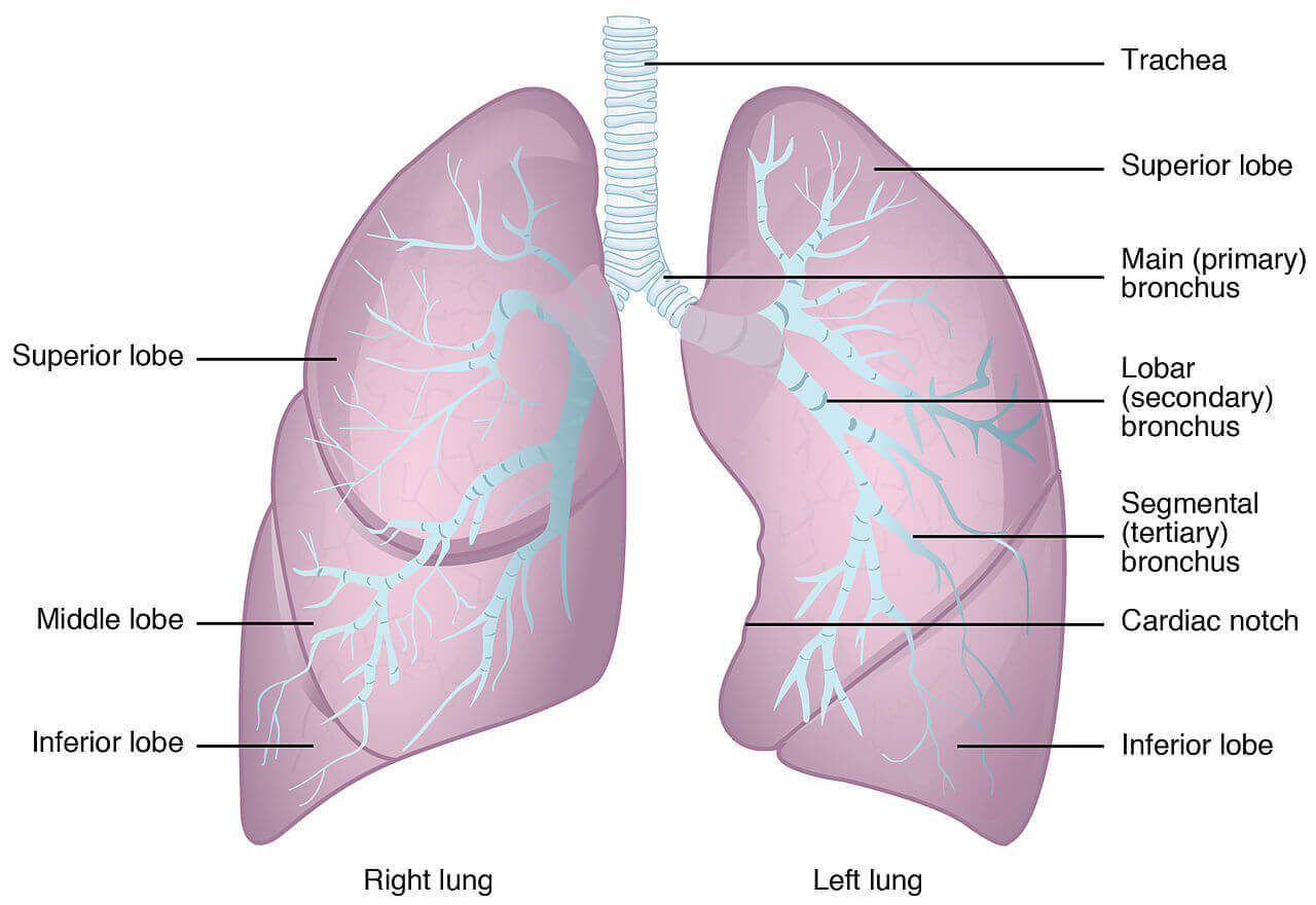 anatomy of the lungs