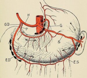 anatomy of the stomach