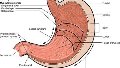 anatomy of the stomach