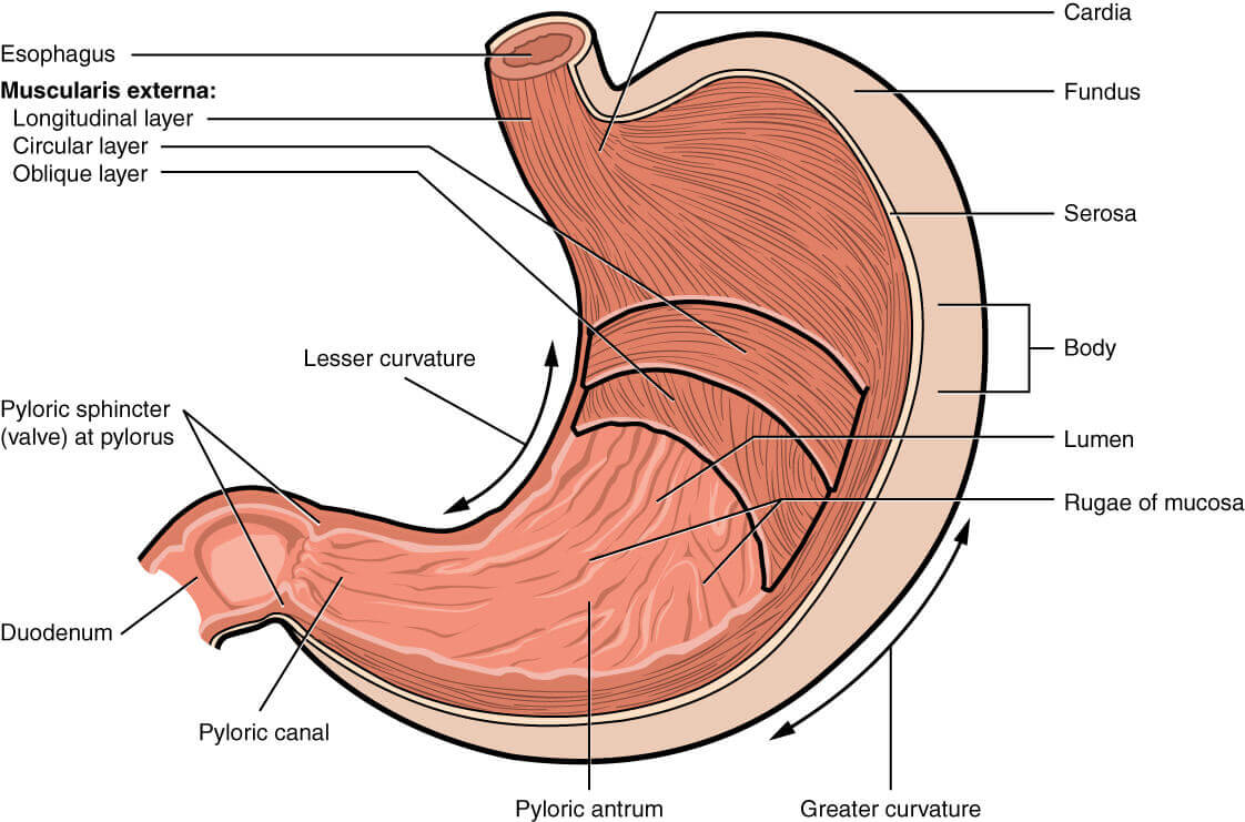 anatomy of the stomach