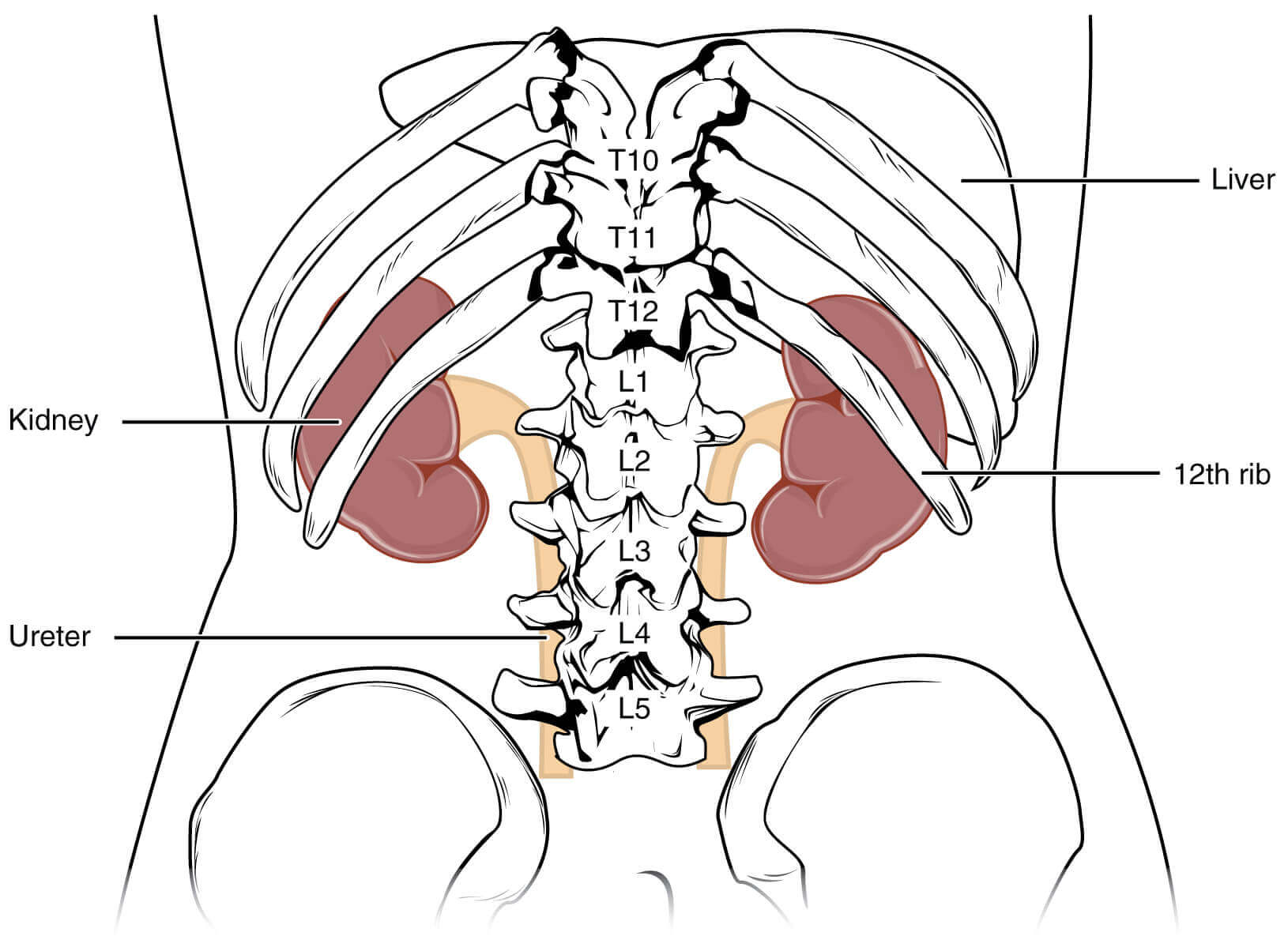 where is the kidney located