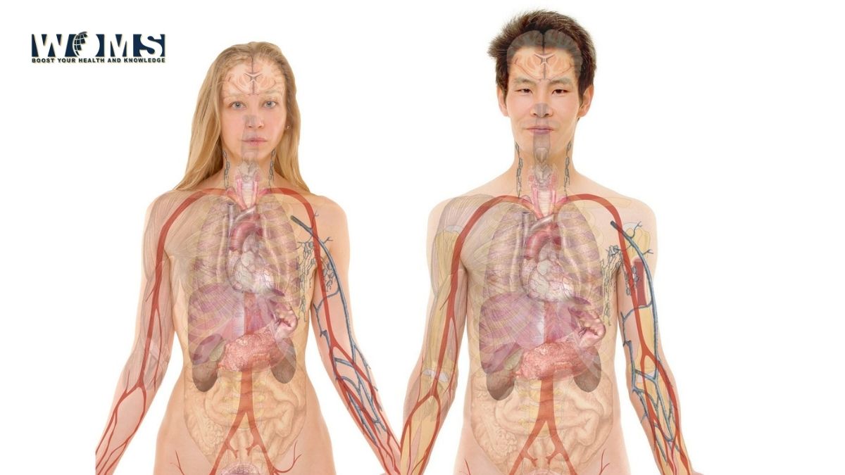 anatomy of abdomen