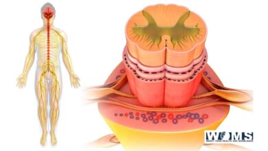 Anatomy of the spinal cord