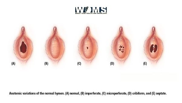 anatomy of vagina