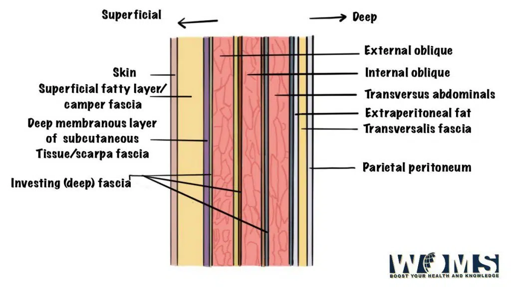 anterior abdominal wall arrangement