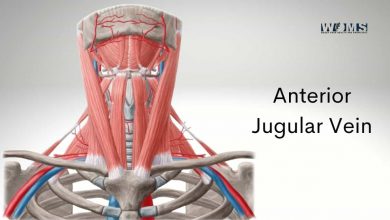 Anterior Jugular Vein