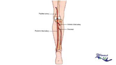 anterior tibial artery dorsalis pedis artery