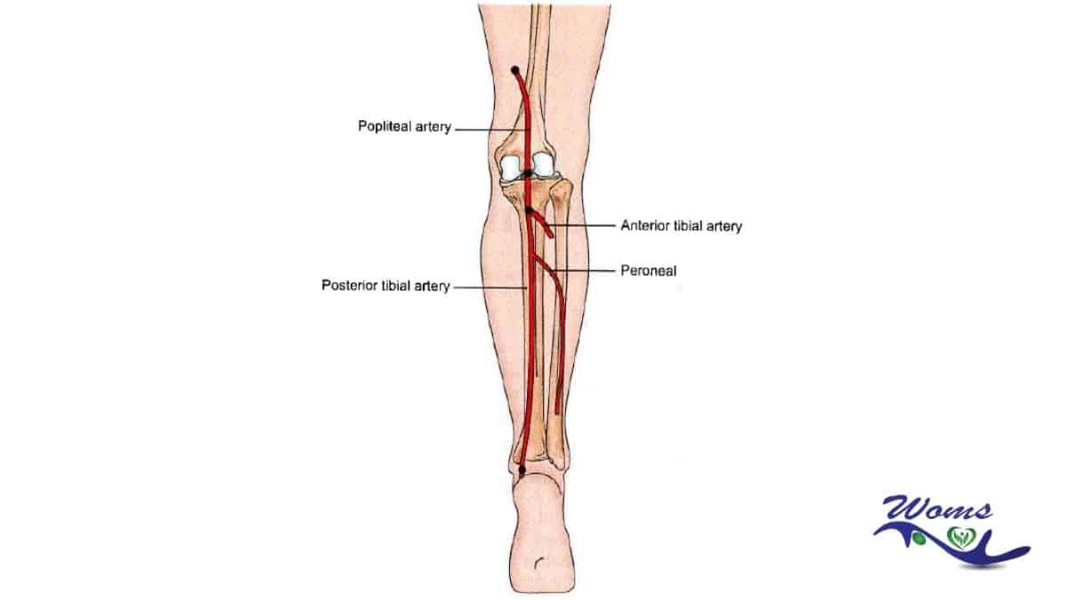 anterior tibial artery dorsalis pedis artery