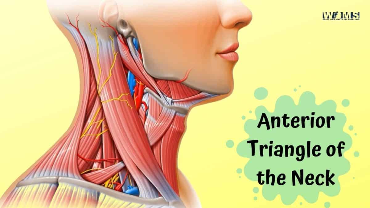 Anterior Triangle of the Neck