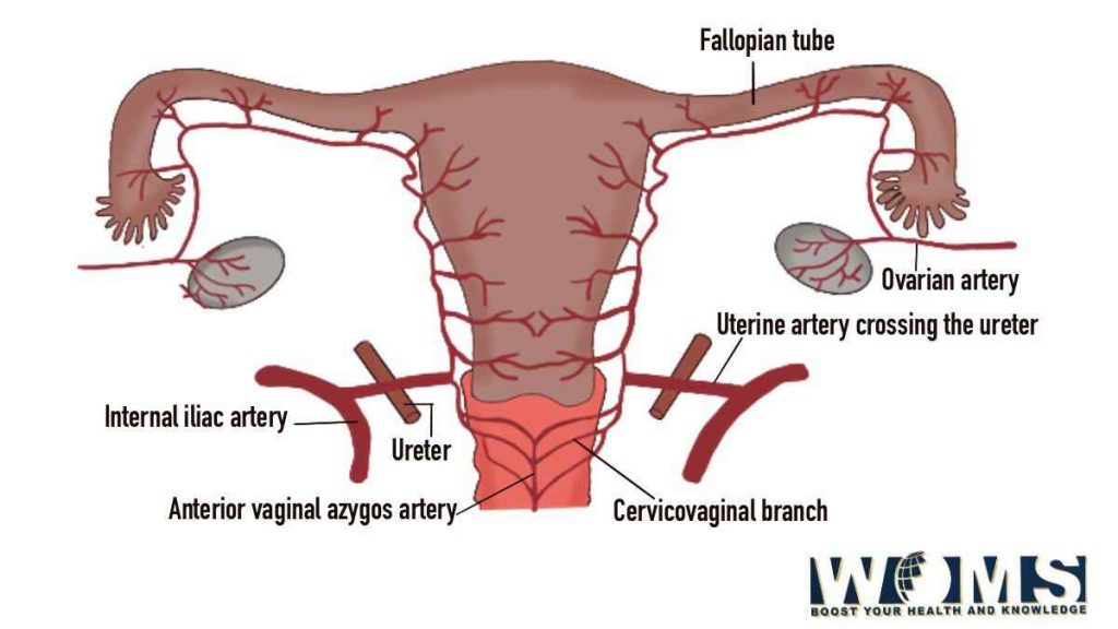 Arterial supply of vagina