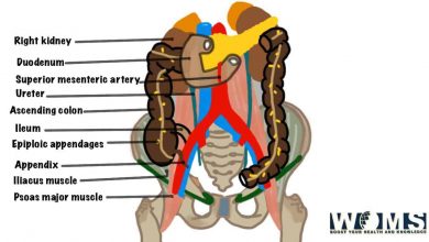 ascending colon location with label