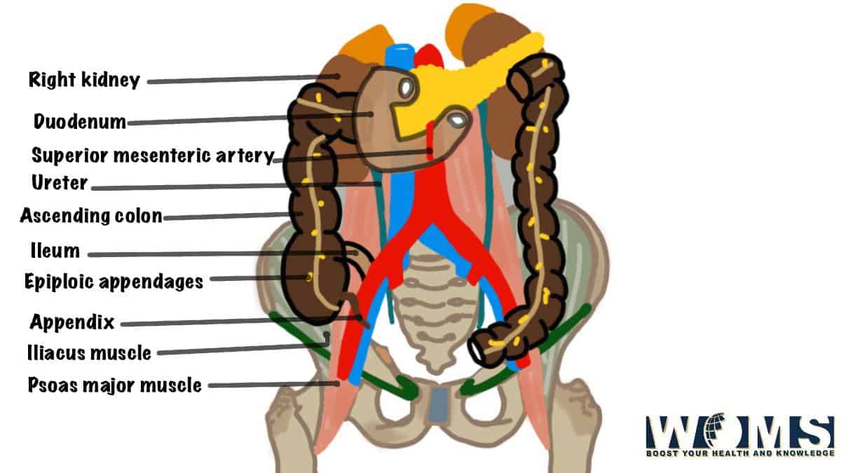 ascending colon location with label