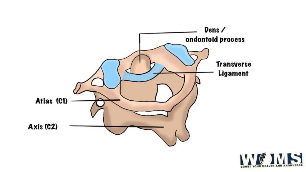 atlas and axial joint