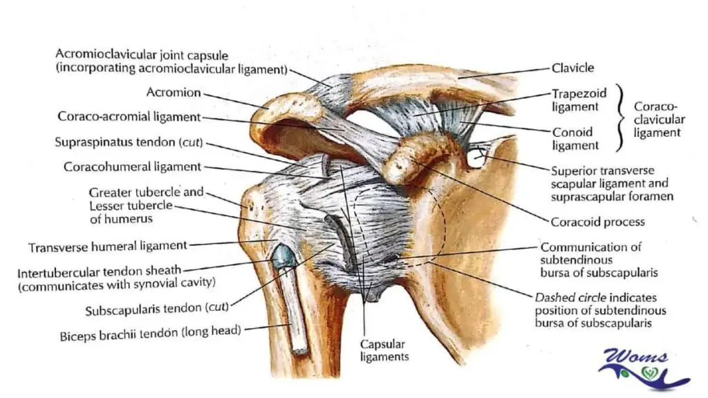 ball and socket joint