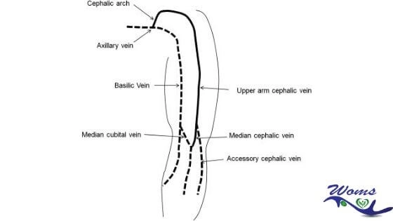 Basilic Vein