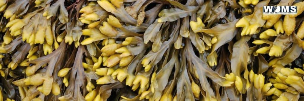 bladderwrack benefits