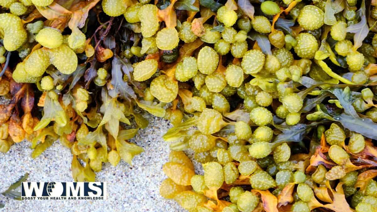 bladderwrack