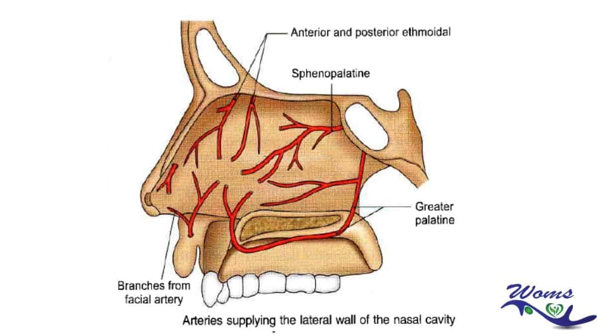 Blood supply of nose