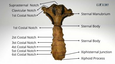 Breastbone (Sternum) with label