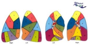 bronchopulmonary segments