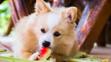 Can Dogs Eat Watermelon