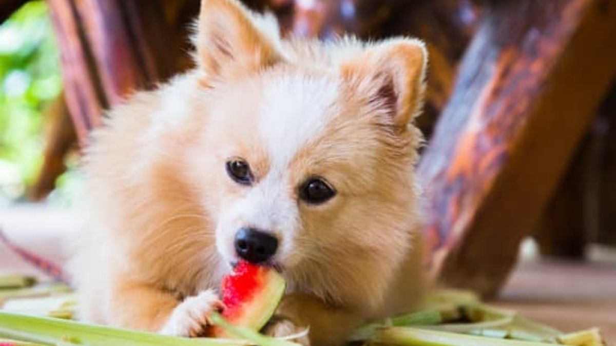 Can Dogs Eat Watermelon