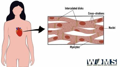 Cardiac Muscle Diagram