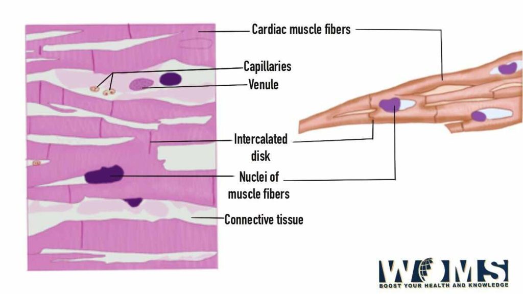 cardiac muscle histology