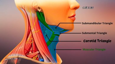 Carotid Triangle