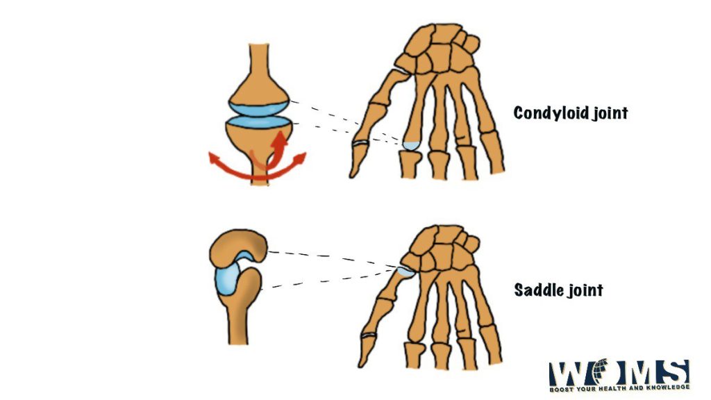 carpometacarpal and metacarpophalangeal joint