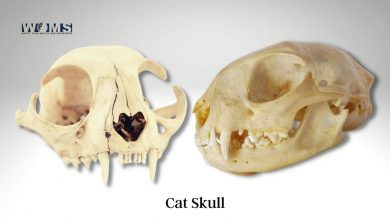 cat skull