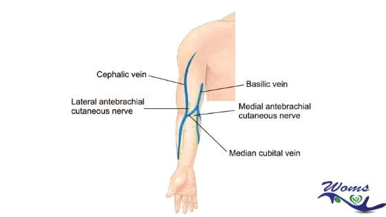 Cephalic Vein