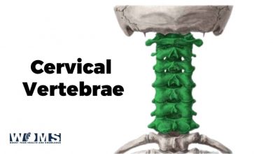 Cervical Vertebrae