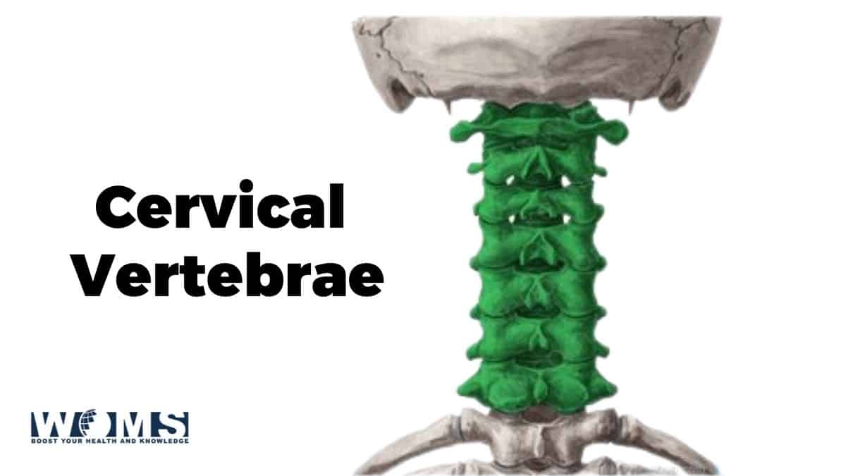 Cervical Vertebrae