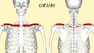 Clavicle Bone