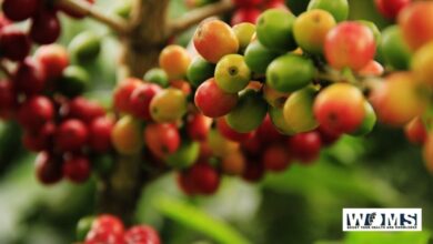 Coffee Fruit