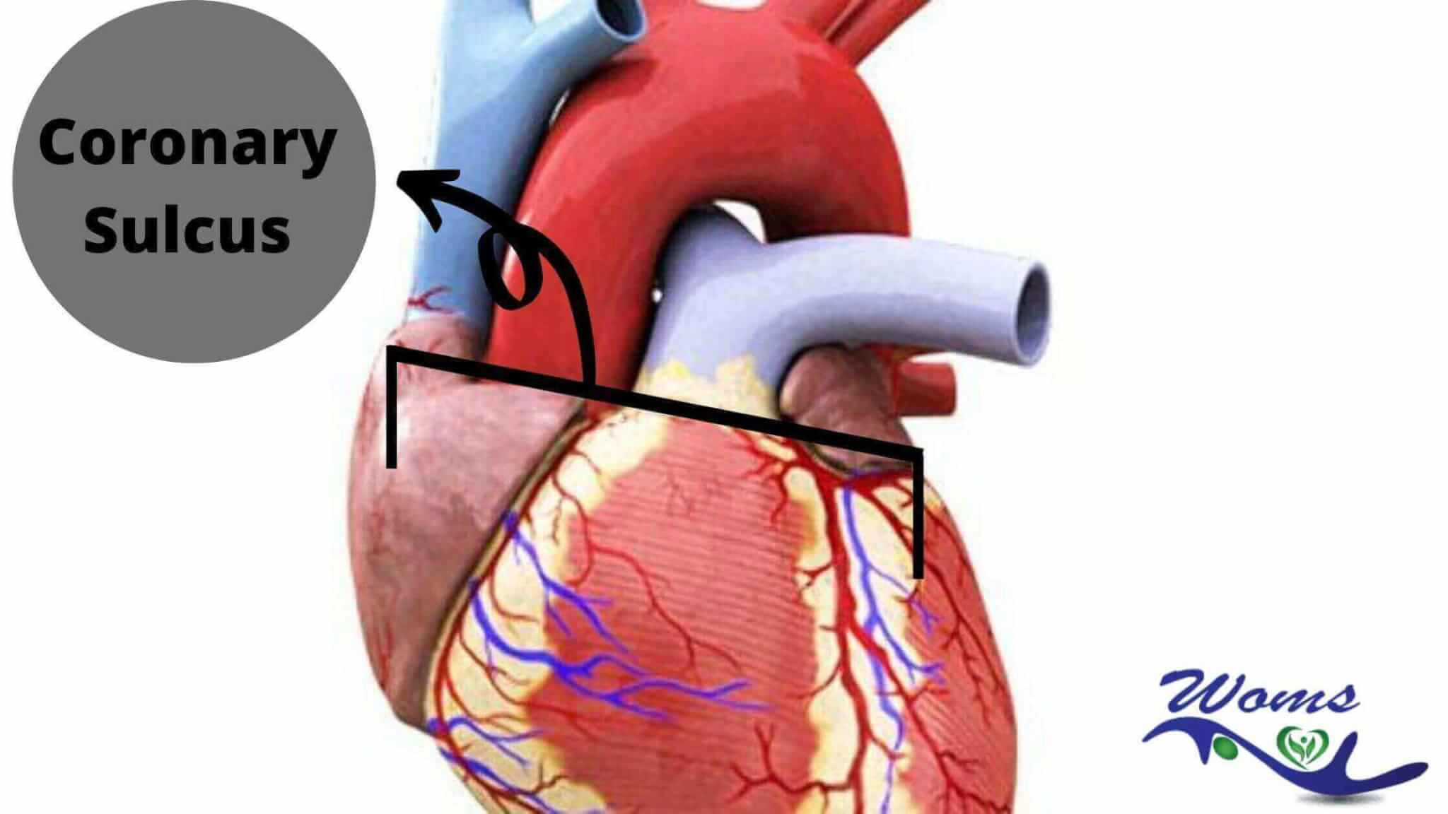 Coronary Sulcus