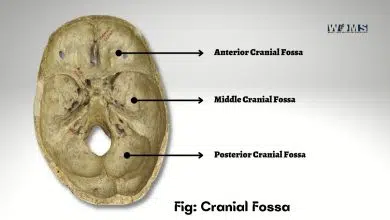 cranial fossa