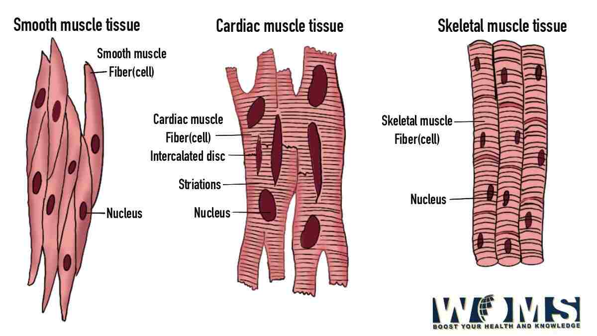 Diagram of Muscle Fiber