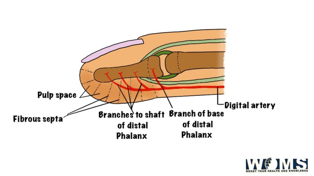 digital pulp spaces of finger