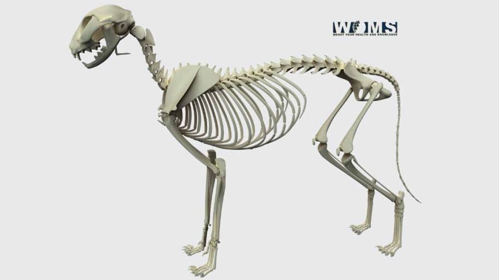 dog skeleton anatomy