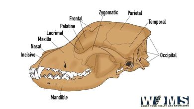 Dog skull