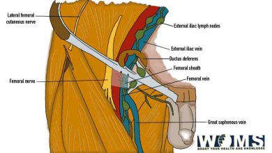 femoral vein