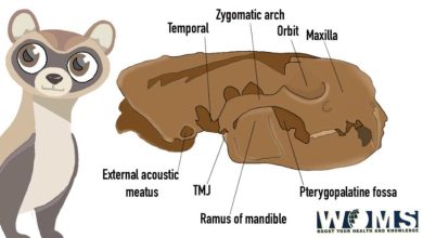 ferret skull