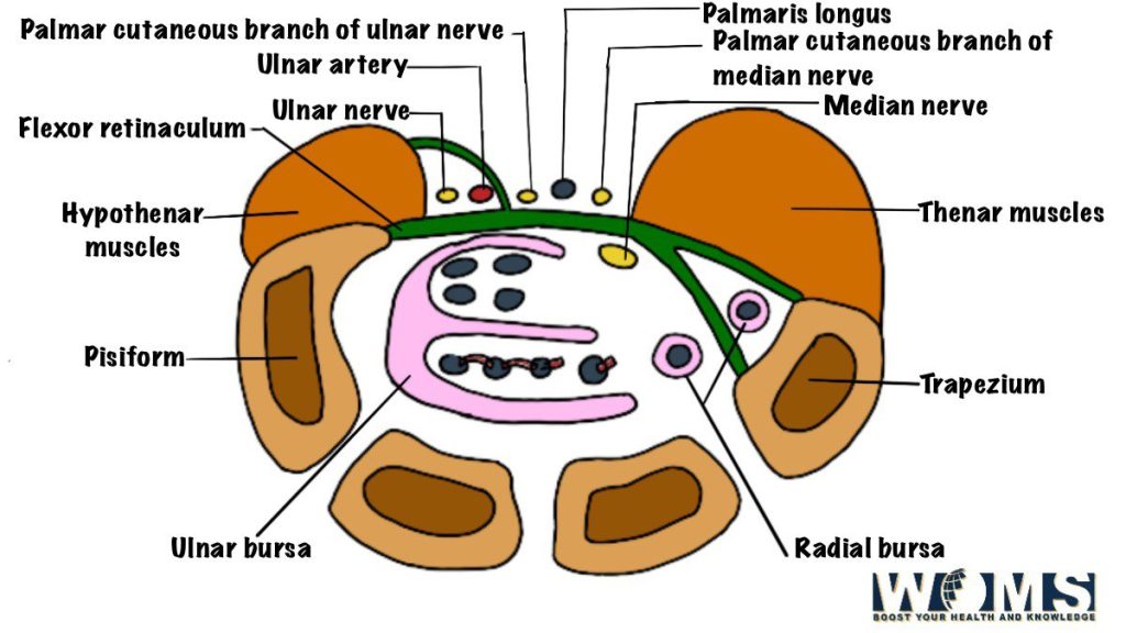 flexor retinaculum with its relations