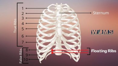 Floating ribs in human