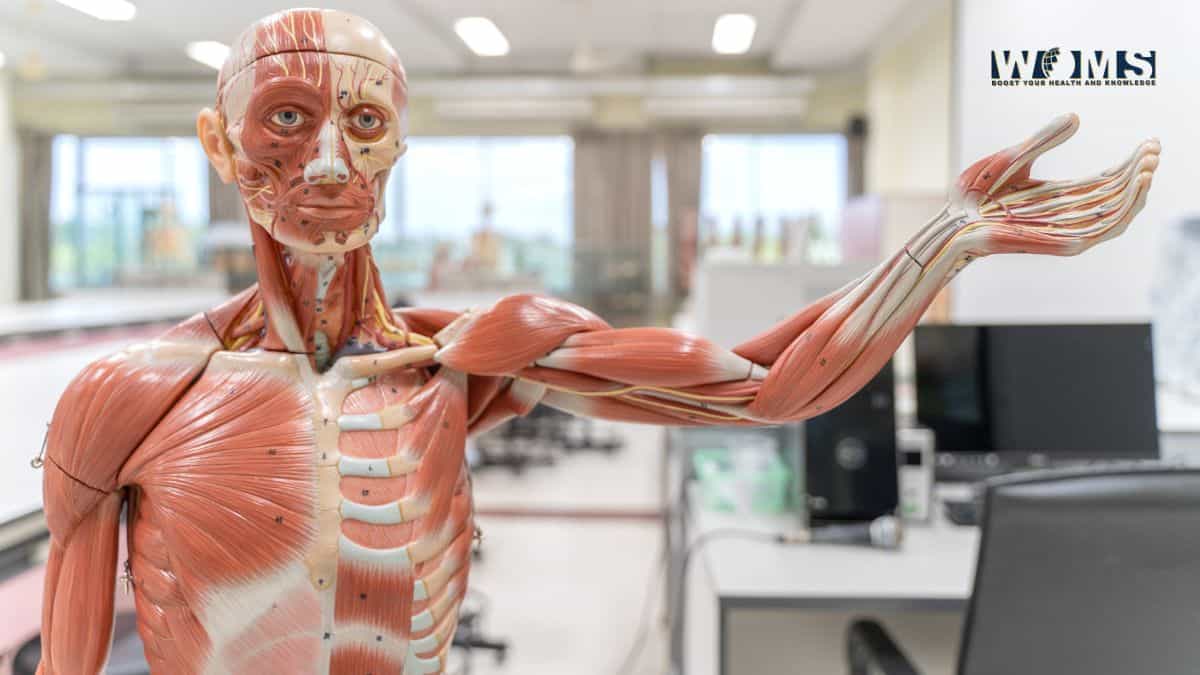 How Can I Study Physiology in MBBS